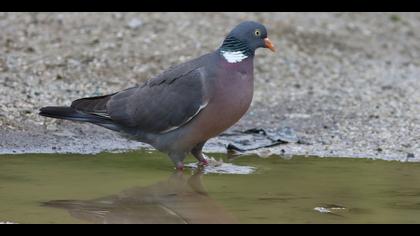 Tahtalı » Common Wood Pigeon » Columba palumbus