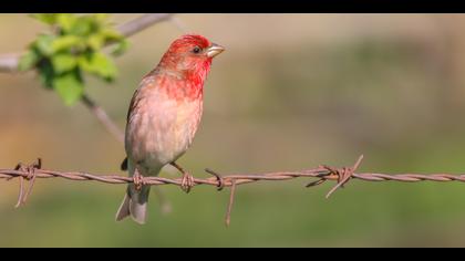 Çütre » Common Rosefinch » Carpodacus erythrinus