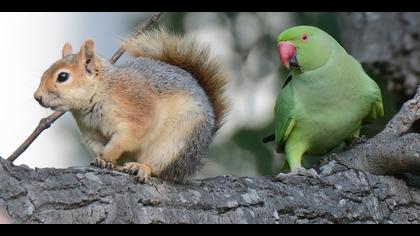 Yeşil papağan » Rose-ringed Parakeet » Psittacula krameri