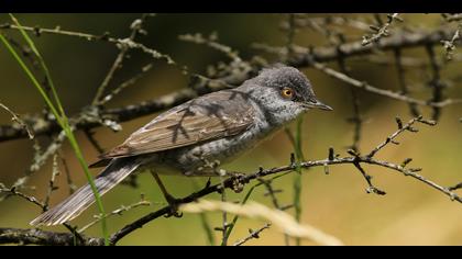 Çizgili ötleğen » Barred Warbler » Sylvia nisoria