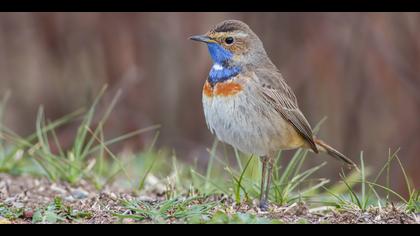 Mavigerdan » Bluethroat » Luscinia svecica