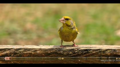 Florya » European Greenfinch » Chloris chloris