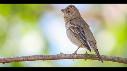 Çütre » Common Rosefinch » Carpodacus erythrinus