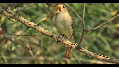 Bülbül » Common Nightingale » Luscinia megarhynchos