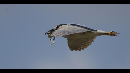 Gece balıkçılı » Black-crowned Night Heron » Nycticorax nycticorax