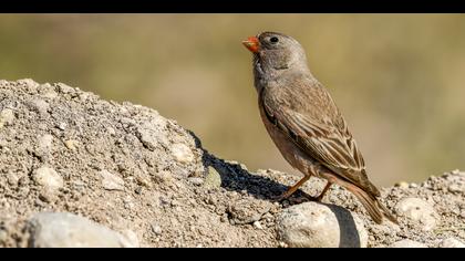 Küçük alamecek » Trumpeter Finch » Bucanetes githagineus