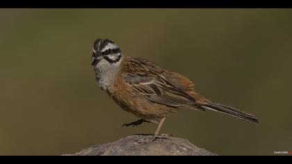 Kaya kirazkuşu » Rock Bunting » Emberiza cia