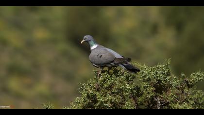 Tahtalı » Common Wood Pigeon » Columba palumbus