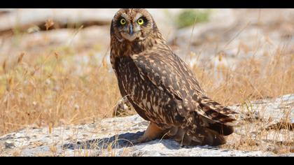 Kır baykuşu » Short-eared Owl » Asio flammeus