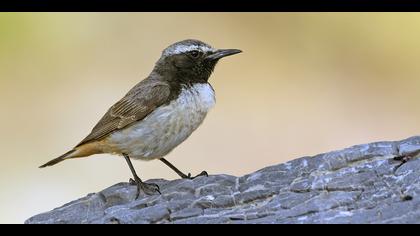 Kızılca kuyrukkakan » Red-tailed Wheatear » Oenanthe xanthoprymna