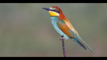 Arıkuşu » European Bee-eater » Merops apiaster