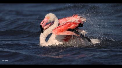 Flamingo