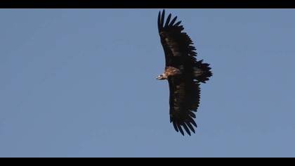 Kara akbaba » Cinereous Vulture » Aegypius monachus