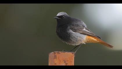 Kara kızılkuyruk » Black Redstart » Phoenicurus ochruros