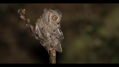 İshakkuşu » Eurasian Scops Owl » Otus scops