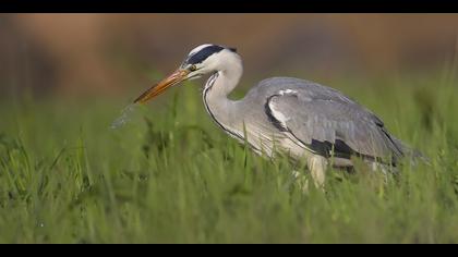 Gri balıkçıl » Grey Heron » Ardea cinerea