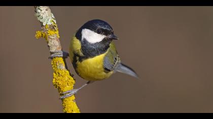 Büyük baştankara » Great Tit » Parus major