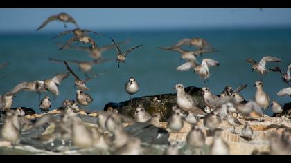 Gümüş yağmurcun » Grey Plover » Pluvialis squatarola