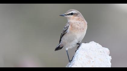 Kuyrukkakan » Northern Wheatear » Oenanthe oenanthe