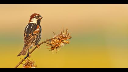 Söğüt serçesi » Spanish Sparrow » Passer hispaniolensis