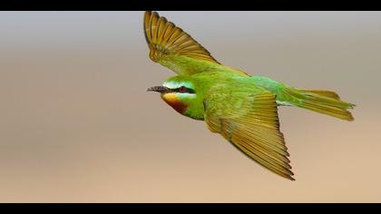 Yeşil arıkuşu » Blue-cheeked Bee-eater » Merops persicus