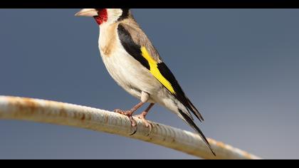 Saka » European Goldfinch » Carduelis carduelis