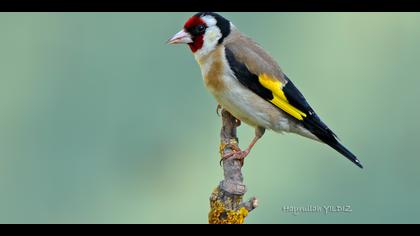 Saka » European Goldfinch » Carduelis carduelis