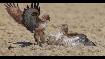 Şahin » Common Buzzard » Buteo buteo