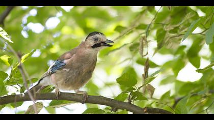 Alakarga » Eurasian Jay » Garrulus glandarius