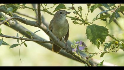 Bülbül » Common Nightingale » Luscinia megarhynchos