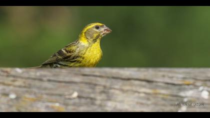 Küçük iskete » European Serin » Serinus serinus