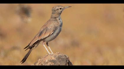 İbibik toygarı » Greater Hoopoe-Lark » Alaemon alaudipes