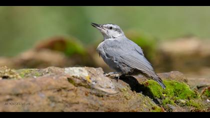 Anadolu sıvacısı » Krüper`s Nuthatch » Sitta krueperi