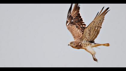 Yılan kartalı » Short-toed Snake Eagle » Circaetus gallicus