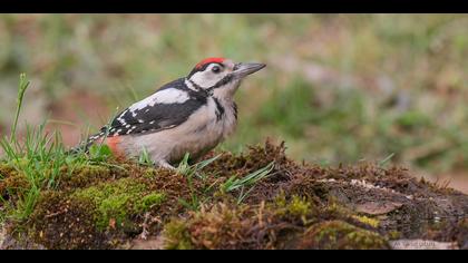 Orman alaca ağaçkakanı » Great Spotted Woodpecker » Dendrocopos major