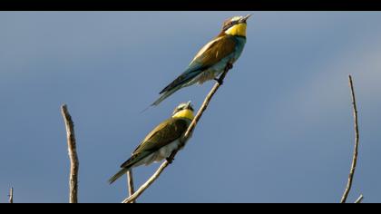 Arıkuşu » European Bee-eater » Merops apiaster