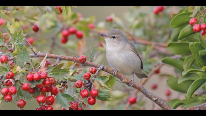 Boz ötleğen » Garden Warbler » Sylvia borin