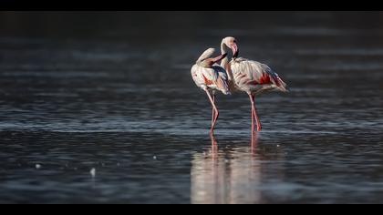 Flamingo