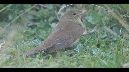 Ağaç kamışçını » River Warbler » Locustella fluviatilis