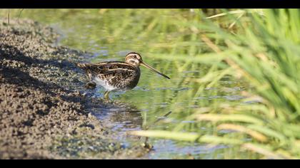 Suçulluğu » Common Snipe » Gallinago gallinago