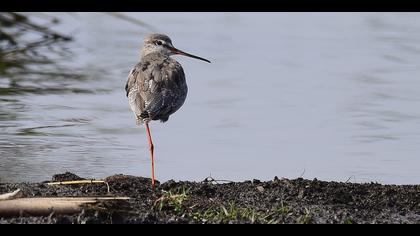 Kara kızılbacak » Spotted Redshank » Tringa erythropus