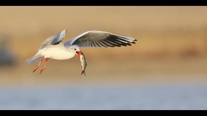 Karabaş martı » Black-headed Gull » Chroicocephalus ridibundus