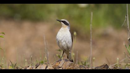 Kuyrukkakan » Northern Wheatear » Oenanthe oenanthe