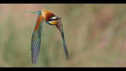 Arıkuşu » European Bee-eater » Merops apiaster