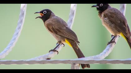 Arapbülbülü » White-spectacled Bulbul » Pycnonotus xanthopygos