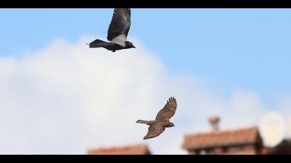 Atmaca » Eurasian Sparrowhawk » Accipiter nisus