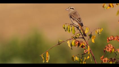 Türkistan örümcekkuşu » Red-tailed Shrike » Lanius phoenicuroides