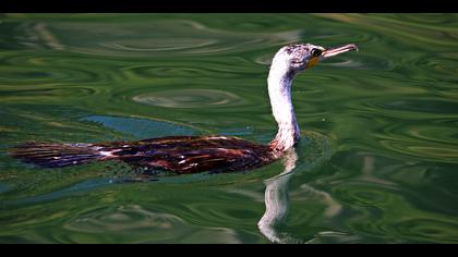 Karabatak » Great Cormorant » Phalacrocorax carbo