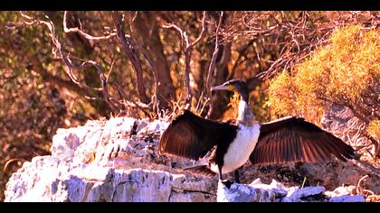 Karabatak » Great Cormorant » Phalacrocorax carbo