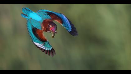 İzmir yalıçapkını » White-throated Kingfisher » Halcyon smyrnensis